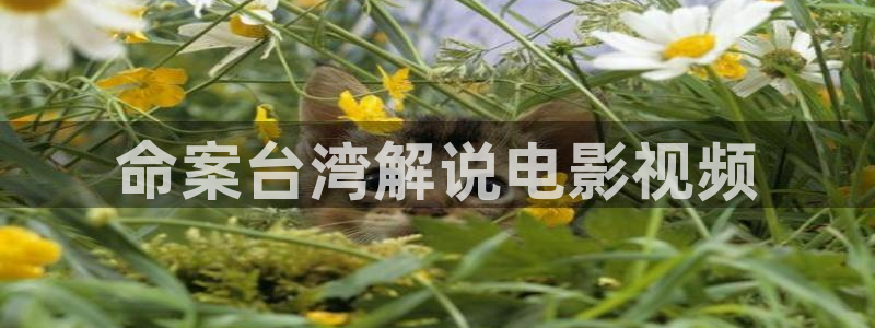樱花视频高清完整视频