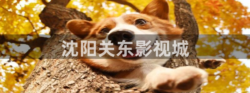 艳母樱花视频