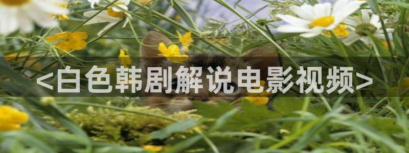 大连樱花视频