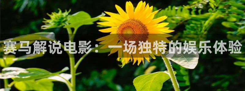 樱花影院版在线观看：赛马解说电影：一场独特的娱乐体验